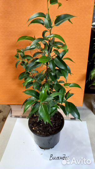 Фикус бенджамина