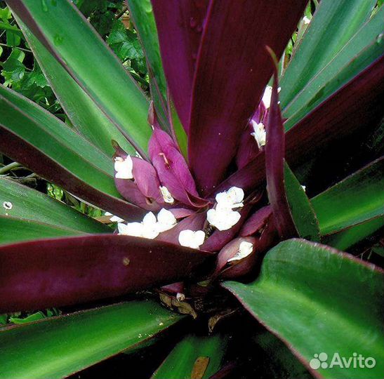 Традесканция рэо