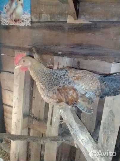 Цыплята петухи куры