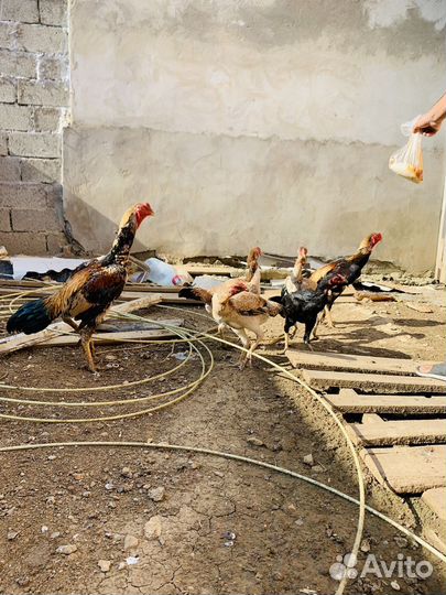 Бойцовые петухи