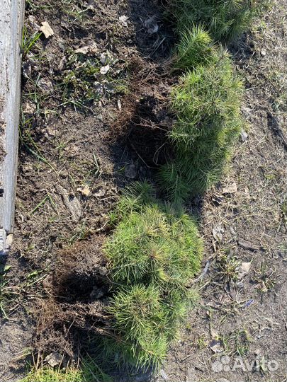 Продаю сеянцы сосны и ели