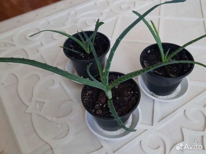 Алое лечебный