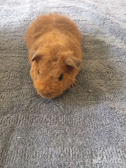 Морские свинки Американский тедди 1 месяц