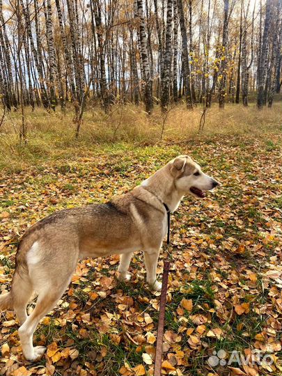 Спасите Милку из приюта