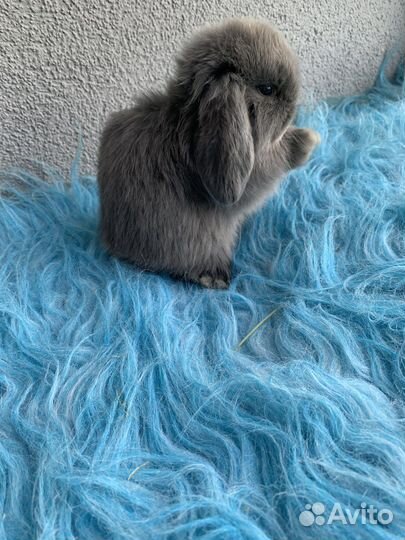 Карликовые вислоухие крольчата мардер голубой