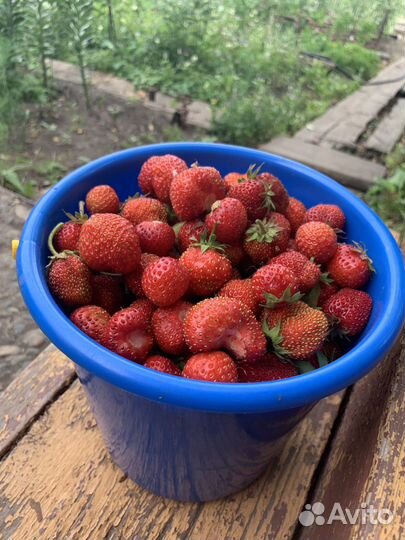 Клубника садовая (виктория) ягоды