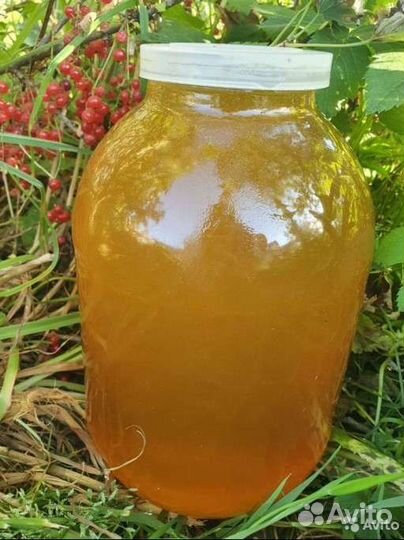 Липовый мед 2023