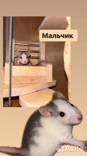 Крысята Дамбо декоративные ручные