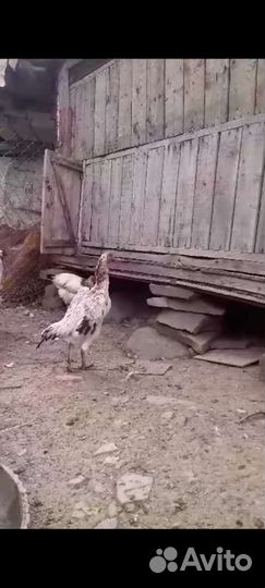 Бойцовая курица два с половиной месяца