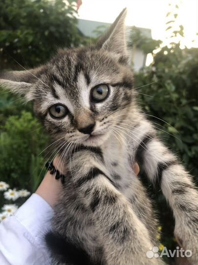 Котенок в дар бесплатно