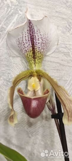 Пафиопедилум leeanum