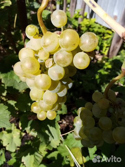 Виноград