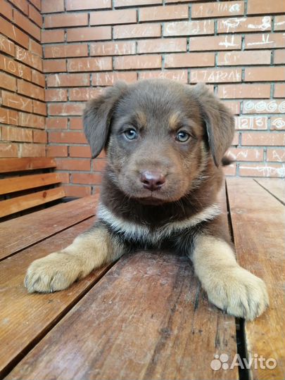 Щенки лабрадора