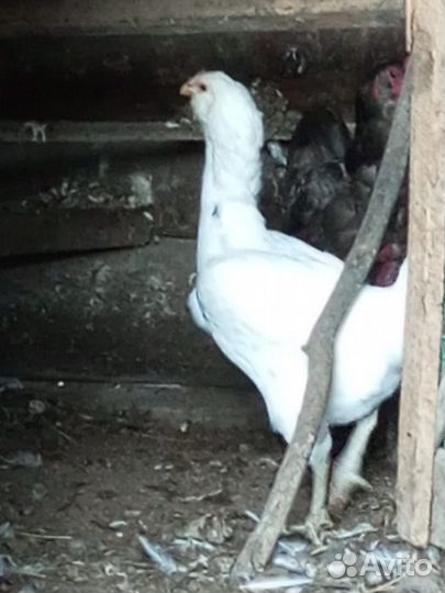 Племенная птица