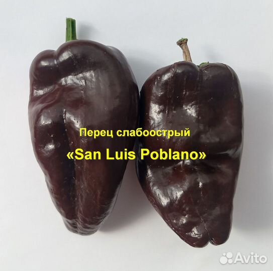 Перец слабоострый «San Luis Poblano» 10 семян