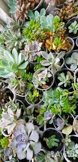 Суккуленты-каменная роза