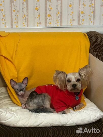 Йоркширский терьер