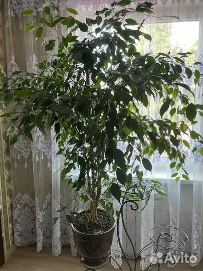 Фикус бенджамина