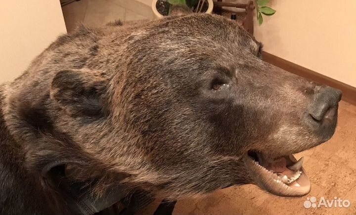 Шкура медведя (ковер, имитация)