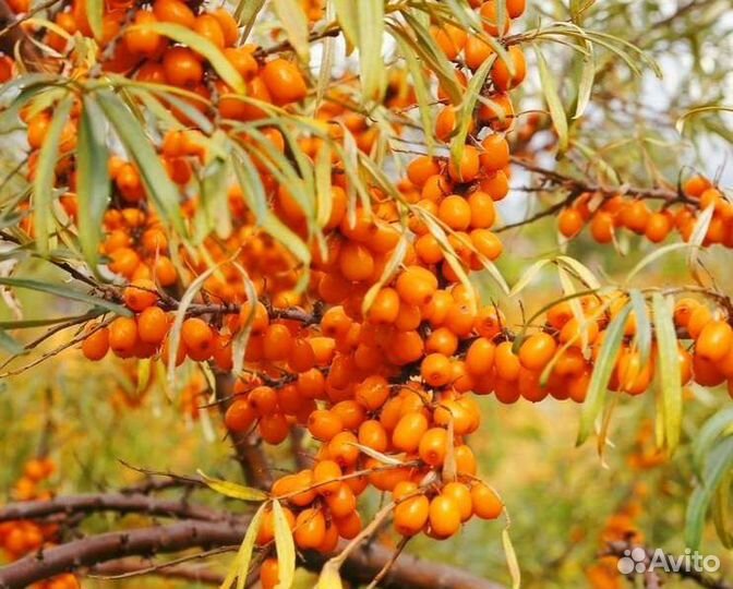 Саженцы облепихи