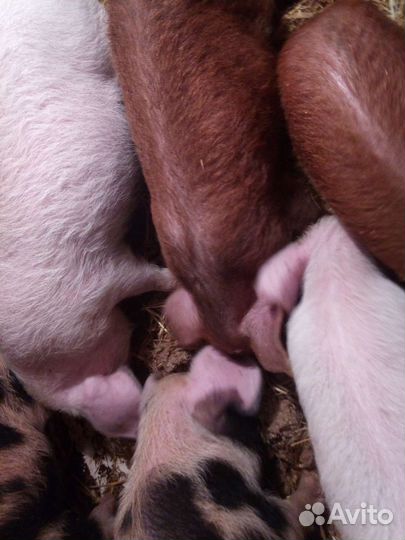 Поросята 2 месяца домашние