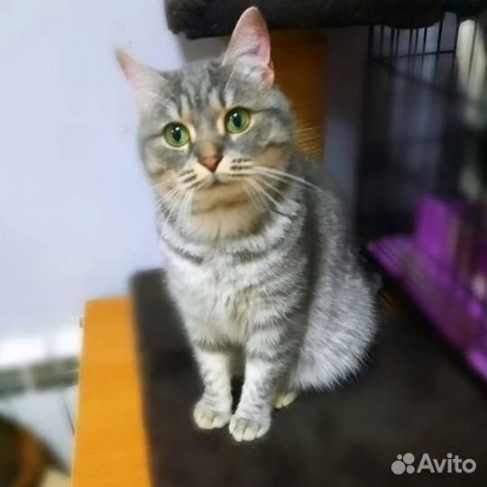 Кошка в добрые руки