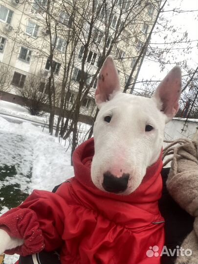 Догситтер (выгул собак, няня)