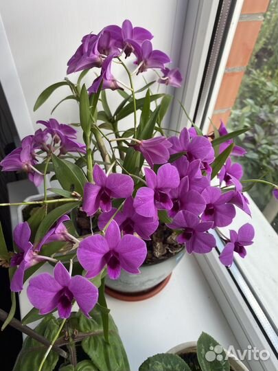 Орхидея дендрофаленопсис