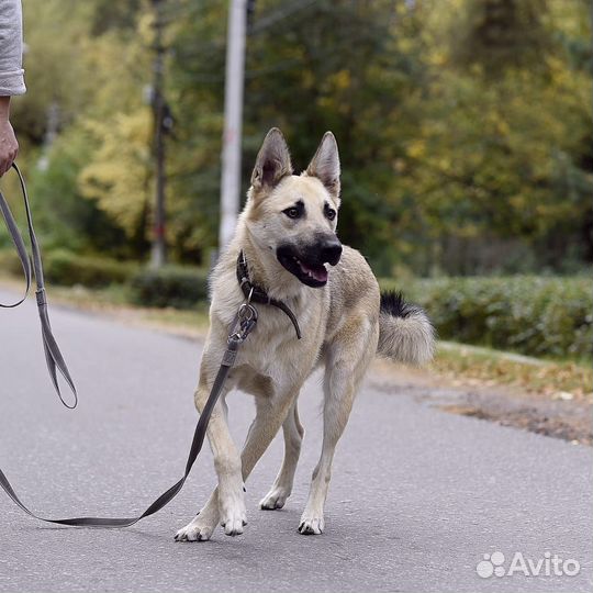 Лордик метис вео