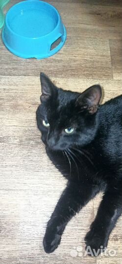 Ищет дом кот потеряшка
