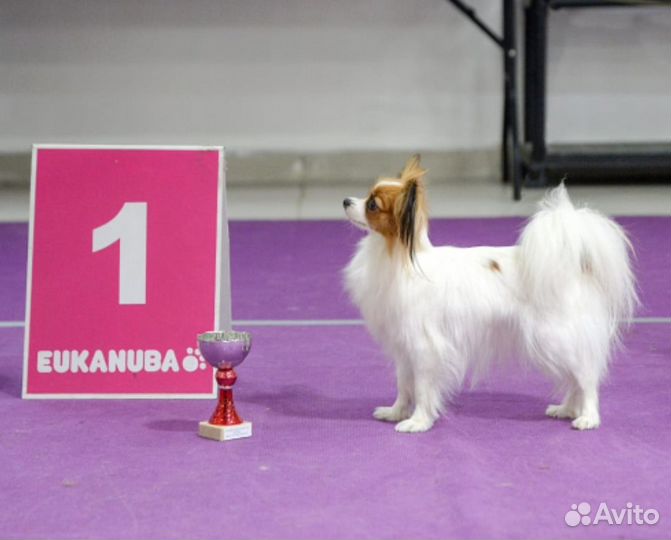 Щенки Папийона (миники)