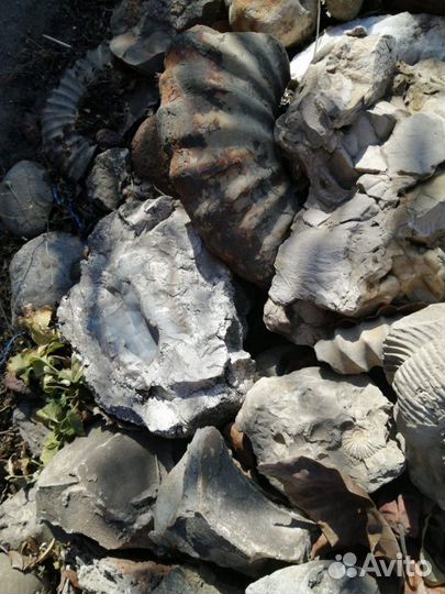 Аммониты Минералы Окаменелости Септарии Жеоды