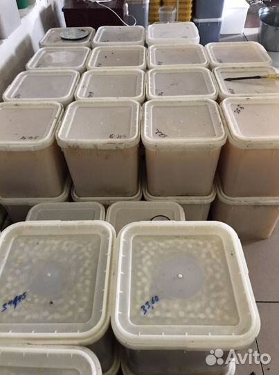 Мед оптом свежий