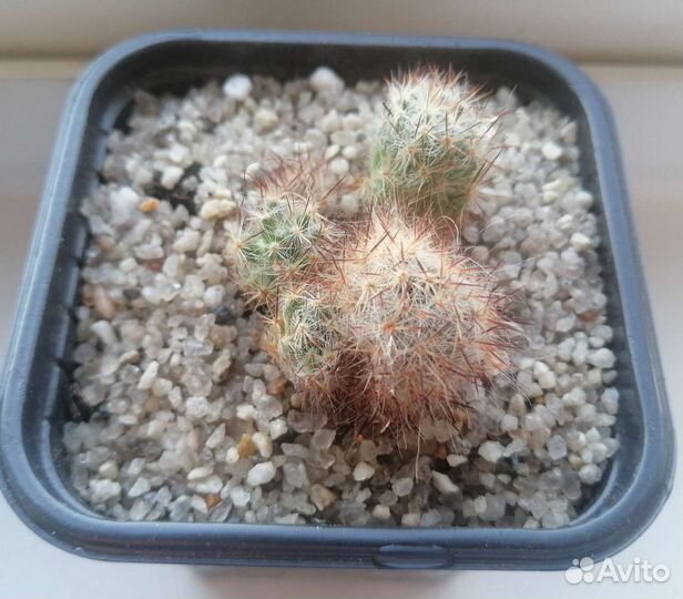 Мамиллярия