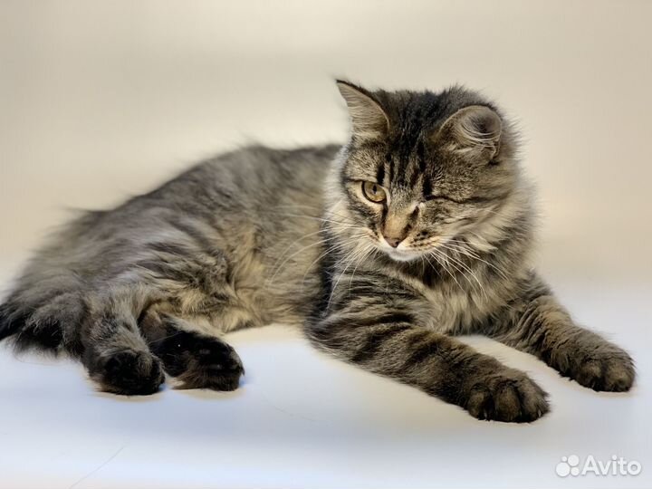 Пиратка Шуша в добрые руки