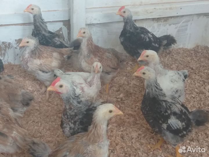 Загорская лосос. инкуб.яйцо