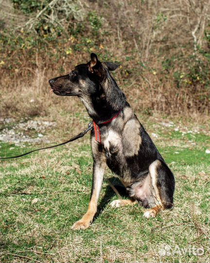 Собака в добрые руки