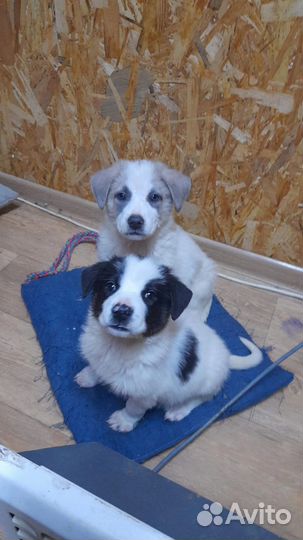 Малыши из приюта