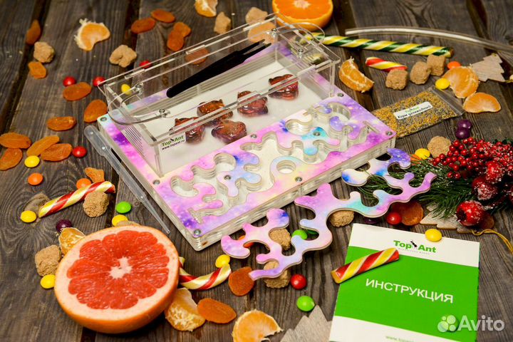 Муравьиная ферма / Формикарий