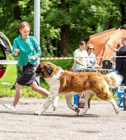 Услуги хендлера