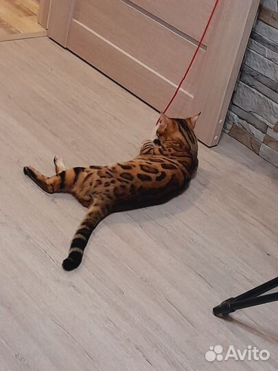 Бенгальская кошечка