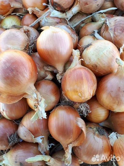 Лук репчатый