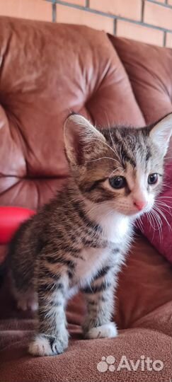 Котятки-ребятки в добрые руки:)