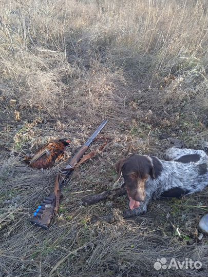 Дратхаар вязка