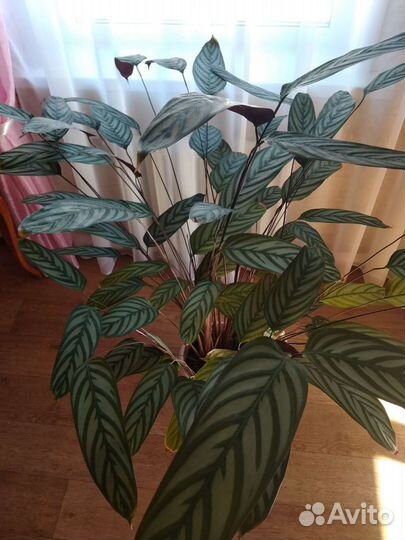 Ктенанта Setosa Maxima