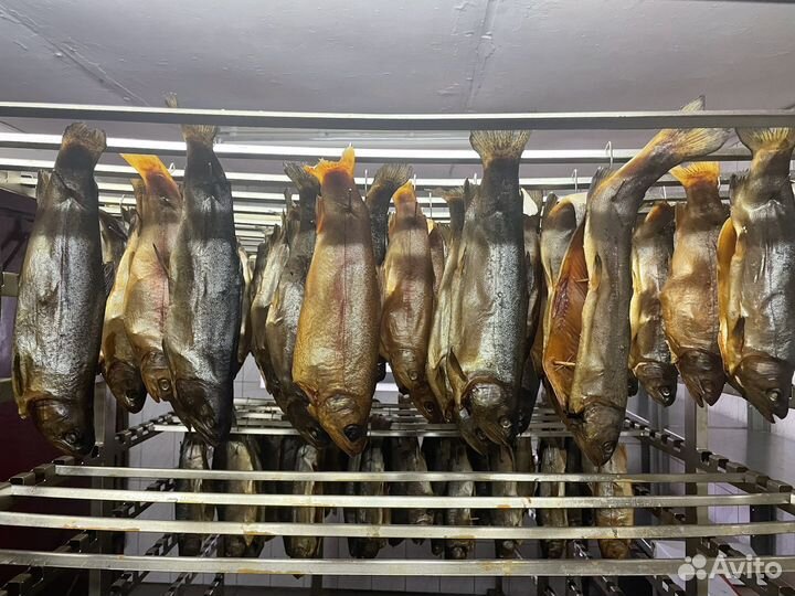 Форель морская, Рыба Мурманск, печень Трески