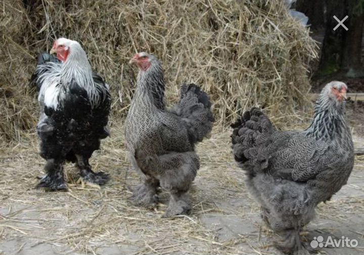 И/я брама, маран, семья брама, михилейка