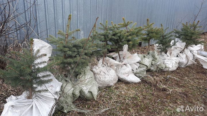 Саженцы сизая ель голубая