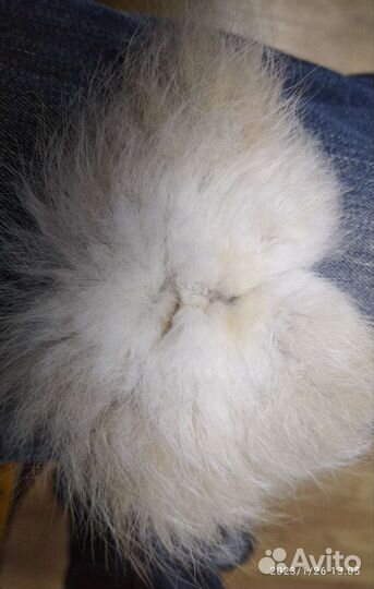 Клыки, зубы волка,когти,кунка, петля имитация