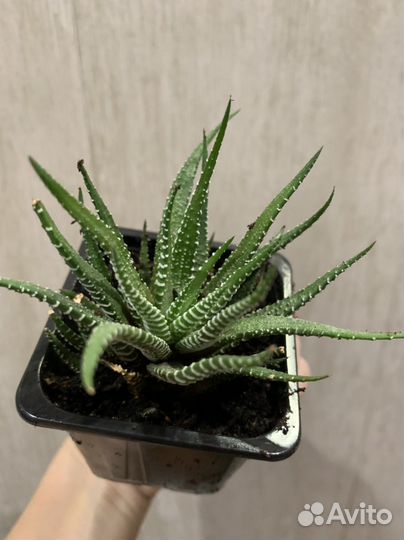 Суккуленты хавортия